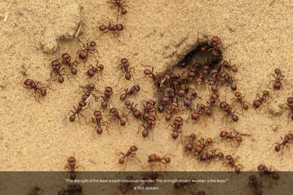 The Ant Colony Conundrum