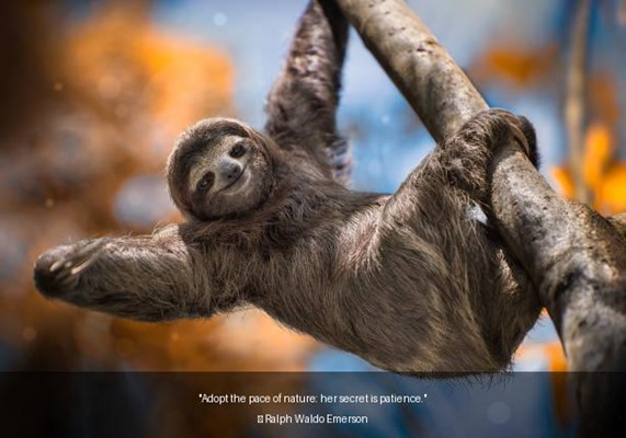 The Sloth's Secret Slowing Down to Thrive
